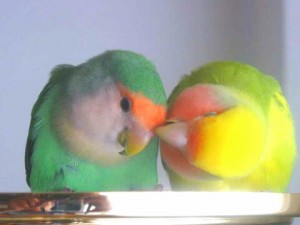 lovebird-couple-pale